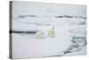 Polar Bears on Sea Ice-DLILLC-Stretched Canvas