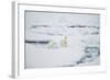 Polar Bears on Sea Ice-DLILLC-Framed Photographic Print