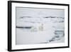 Polar Bears on Sea Ice-DLILLC-Framed Photographic Print