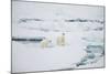 Polar Bears on Sea Ice-DLILLC-Mounted Photographic Print