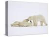 Polar Bears Playing-John Conrad-Stretched Canvas