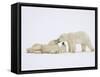 Polar Bears Playing-John Conrad-Framed Stretched Canvas