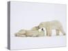 Polar Bears Playing-John Conrad-Stretched Canvas