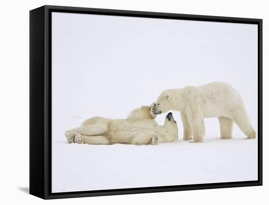 Polar Bears Playing-John Conrad-Framed Stretched Canvas