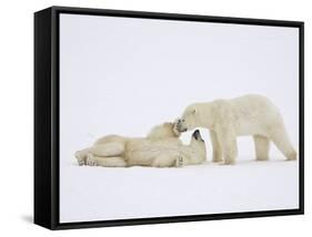 Polar Bears Playing-John Conrad-Framed Stretched Canvas