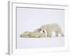 Polar Bears Playing-John Conrad-Framed Photographic Print