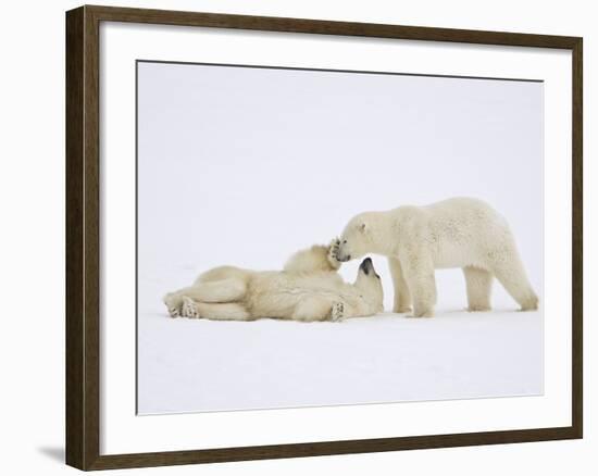 Polar Bears Playing-John Conrad-Framed Photographic Print