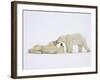 Polar Bears Playing-John Conrad-Framed Photographic Print