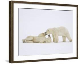 Polar Bears Playing-John Conrad-Framed Photographic Print