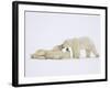 Polar Bears Playing-John Conrad-Framed Photographic Print