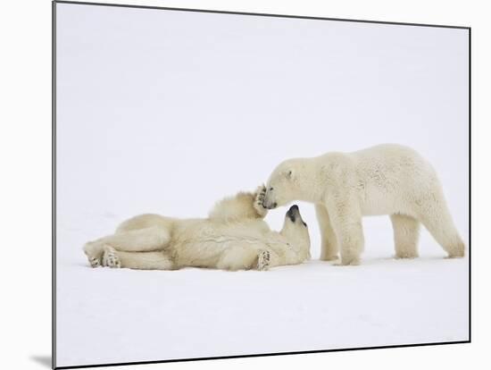 Polar Bears Playing-John Conrad-Mounted Photographic Print