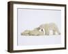 Polar Bears Playing-John Conrad-Framed Photographic Print