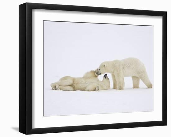 Polar Bears Playing-John Conrad-Framed Photographic Print