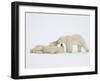 Polar Bears Playing-John Conrad-Framed Photographic Print