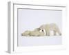 Polar Bears Playing-John Conrad-Framed Photographic Print