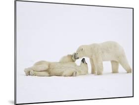 Polar Bears Playing-John Conrad-Mounted Photographic Print