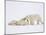 Polar Bears Playing-John Conrad-Mounted Photographic Print