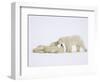 Polar Bears Playing-John Conrad-Framed Photographic Print