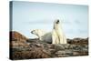Polar Bears Resting on Harbour Islands, Hudson Bay, Nunavut, Canada-Paul Souders-Stretched Canvas