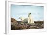 Polar Bears Resting on Harbour Islands, Hudson Bay, Nunavut, Canada-Paul Souders-Framed Photographic Print