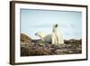 Polar Bears Resting on Harbour Islands, Hudson Bay, Nunavut, Canada-Paul Souders-Framed Photographic Print