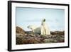 Polar Bears Resting on Harbour Islands, Hudson Bay, Nunavut, Canada-Paul Souders-Framed Photographic Print