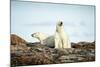 Polar Bears Resting on Harbour Islands, Hudson Bay, Nunavut, Canada-Paul Souders-Mounted Photographic Print