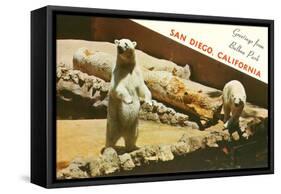 Polar Bears, San Diego Zoo-null-Framed Stretched Canvas