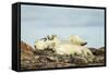 Polar Bears Sleeping on Harbour Islands, Hudson Bay, Nunavut, Canada-Paul Souders-Framed Stretched Canvas