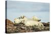 Polar Bears Sleeping on Harbour Islands, Hudson Bay, Nunavut, Canada-Paul Souders-Stretched Canvas