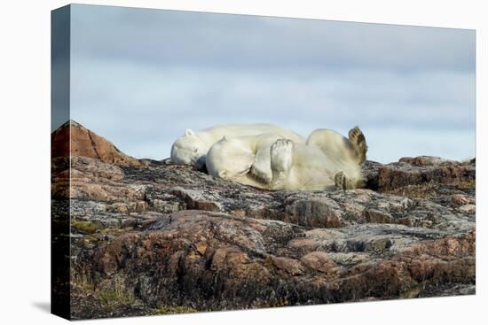 Polar Bears Sleeping on Harbour Islands, Hudson Bay, Nunavut, Canada-Paul Souders-Stretched Canvas