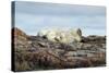 Polar Bears Sleeping on Harbour Islands, Hudson Bay, Nunavut, Canada-Paul Souders-Stretched Canvas