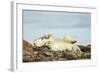 Polar Bears Sleeping on Harbour Islands, Hudson Bay, Nunavut, Canada-Paul Souders-Framed Photographic Print