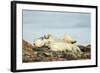 Polar Bears Sleeping on Harbour Islands, Hudson Bay, Nunavut, Canada-Paul Souders-Framed Photographic Print