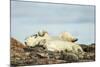 Polar Bears Sleeping on Harbour Islands, Hudson Bay, Nunavut, Canada-Paul Souders-Mounted Photographic Print