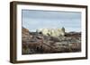 Polar Bears Sleeping on Harbour Islands, Hudson Bay, Nunavut, Canada-Paul Souders-Framed Photographic Print