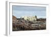 Polar Bears Sleeping on Harbour Islands, Hudson Bay, Nunavut, Canada-Paul Souders-Framed Photographic Print