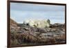 Polar Bears Sleeping on Harbour Islands, Hudson Bay, Nunavut, Canada-Paul Souders-Framed Photographic Print