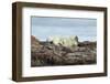 Polar Bears Sleeping on Harbour Islands, Hudson Bay, Nunavut, Canada-Paul Souders-Framed Photographic Print