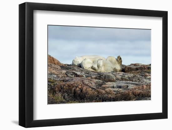 Polar Bears Sleeping on Harbour Islands, Hudson Bay, Nunavut, Canada-Paul Souders-Framed Photographic Print