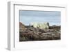 Polar Bears Sleeping on Harbour Islands, Hudson Bay, Nunavut, Canada-Paul Souders-Framed Photographic Print