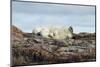 Polar Bears Sleeping on Harbour Islands, Hudson Bay, Nunavut, Canada-Paul Souders-Mounted Photographic Print