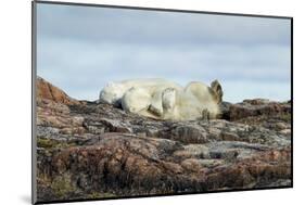 Polar Bears Sleeping on Harbour Islands, Hudson Bay, Nunavut, Canada-Paul Souders-Mounted Photographic Print