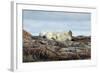 Polar Bears Sleeping on Harbour Islands, Hudson Bay, Nunavut, Canada-Paul Souders-Framed Photographic Print