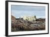 Polar Bears Sleeping on Harbour Islands, Hudson Bay, Nunavut, Canada-Paul Souders-Framed Photographic Print