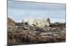 Polar Bears Sleeping on Harbour Islands, Hudson Bay, Nunavut, Canada-Paul Souders-Mounted Photographic Print