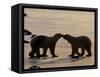 Polar Bears Sniffing / Greeting Each Other, Churchill, Canada-Staffan Widstrand-Framed Stretched Canvas
