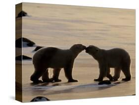 Polar Bears Sniffing / Greeting Each Other, Churchill, Canada-Staffan Widstrand-Stretched Canvas