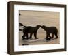 Polar Bears Sniffing / Greeting Each Other, Churchill, Canada-Staffan Widstrand-Framed Premium Photographic Print