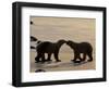 Polar Bears Sniffing / Greeting Each Other, Churchill, Canada-Staffan Widstrand-Framed Premium Photographic Print